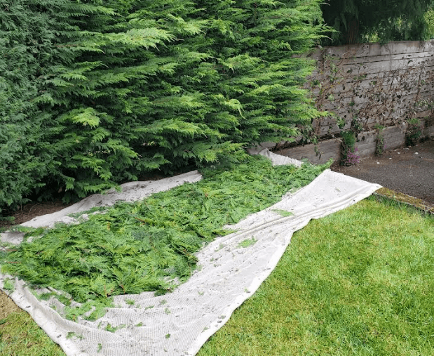 Chip mesh full of debris